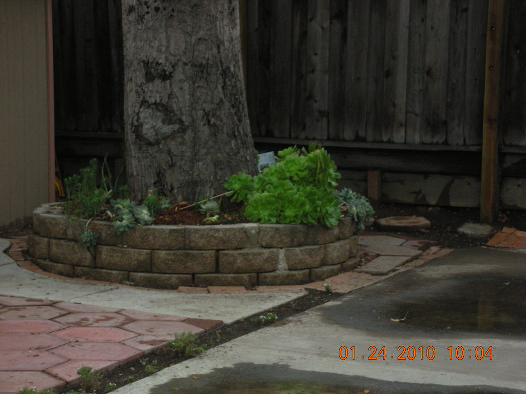 backyardoak oak tree backyard b_vasudev Flickr