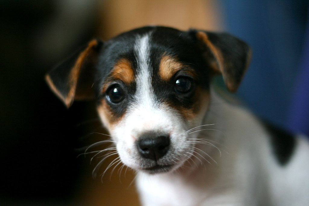 Misty adorable Jack Russell puppy ;) A friend's 6Week o… Flickr
