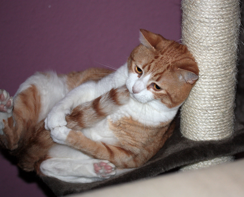 Rossi Irgendwie putzen sich meine anderen Katzen eleganter… Flickr