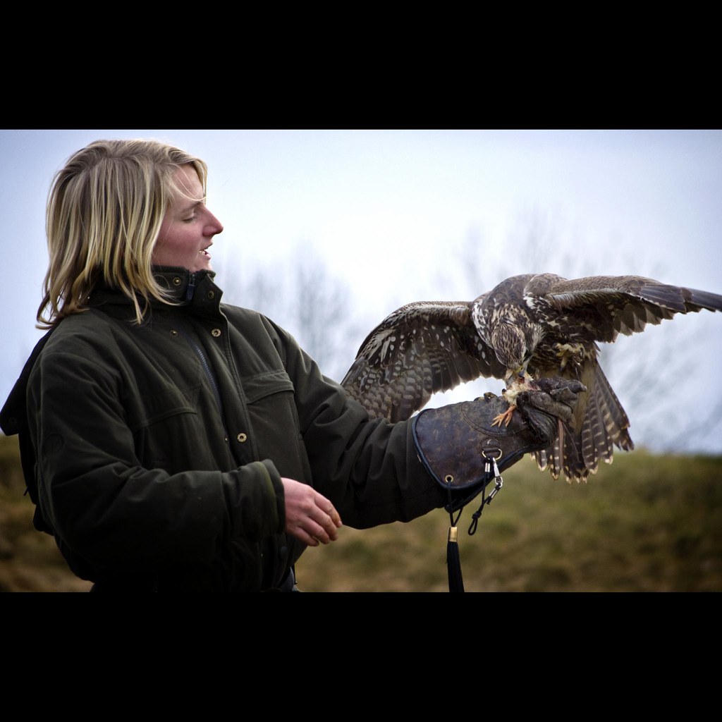 Food is love Falconry display, Scottish Deer Centre. widdowquinn
