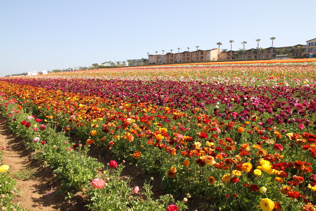 The Flower Fields, Carlsbad, CA Armstrong Nurseries grows … Flickr