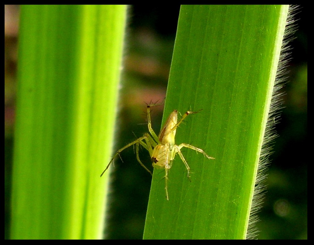 spider kid. spider on lemon grass leaf Antony Binoy Flickr