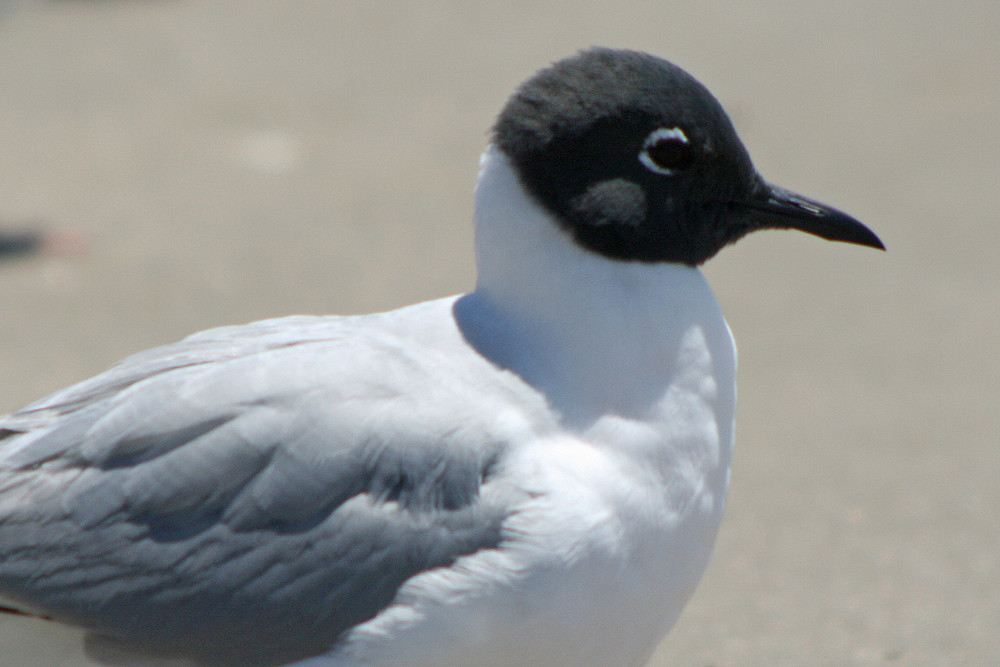 Bonaparte’s Gull (Chroicocephalus philadelphia) Adult Bona… Flickr