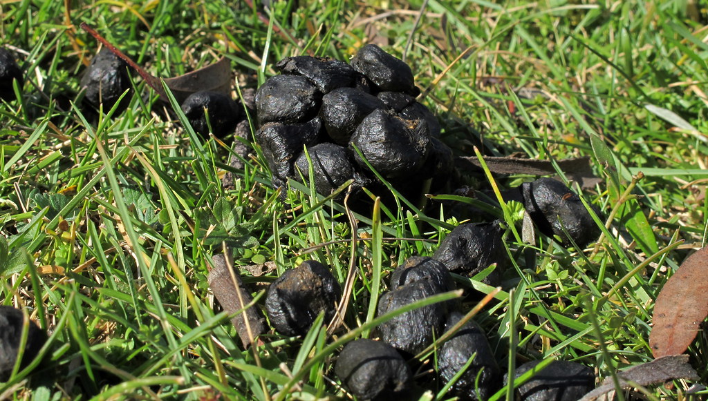 IMG_6715 Wallaby poop. SpiritwoodPix Flickr