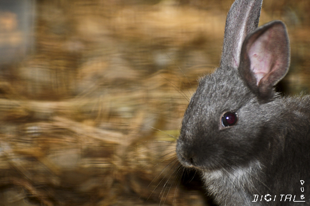 Lapin Famille Des Léporidés Ilyes Hocine Flickr