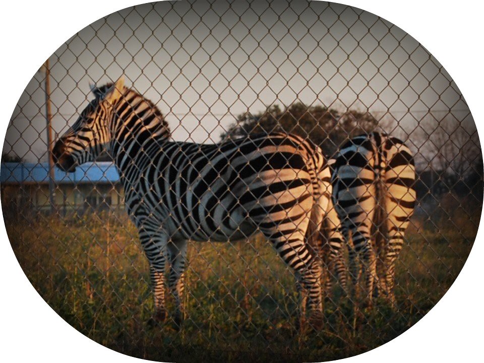 Zebras in Zephyr at Sunset There is a ranch in Zephyr that… Flickr
