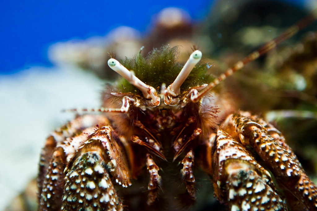 Crab This is a crab from the Oklahoma Aquarium in Tulsa (J… Flickr