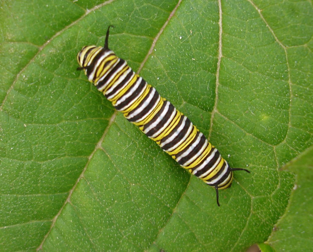Monarch caterpillar Monarch butterfly caterpillar