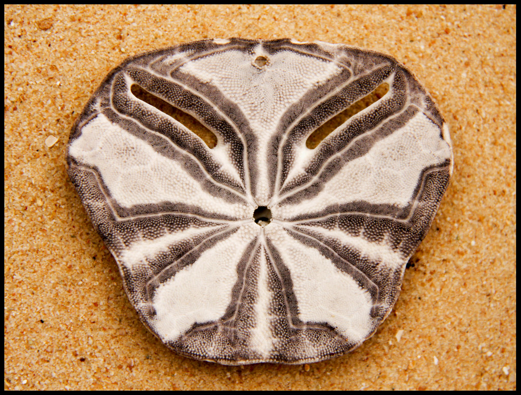 Pansy shell, Plettenbery Bay pmac 2008 Flickr