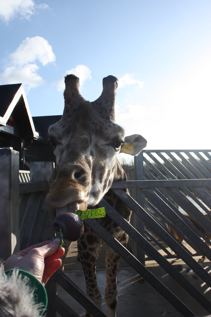 IMG_1680 Feeding a giraffe what a tongue! Colchester zoo… Flickr