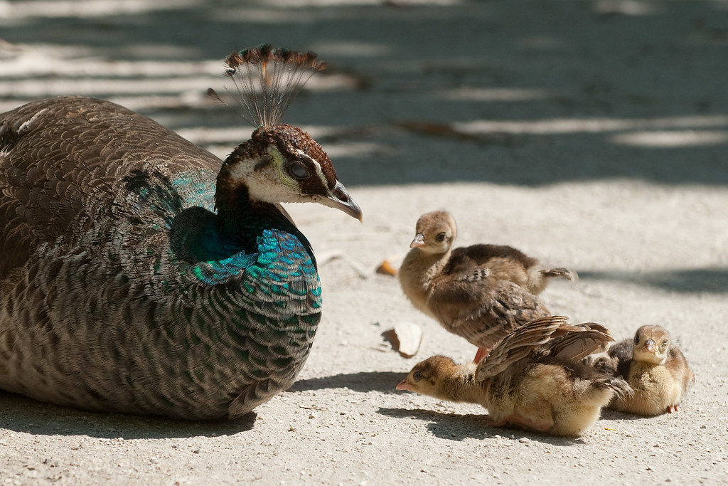 peacock chicken a photo on Flickriver