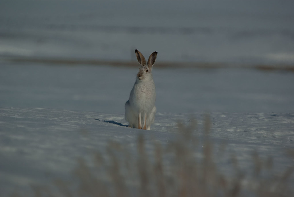 Jack Rabbit IMG5352 Jack Rabbit South of Woodrow, SK gm_pentaxfan