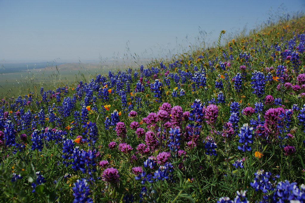 Arvin Hills California wildflowers (46) Karl Gercens Flickr