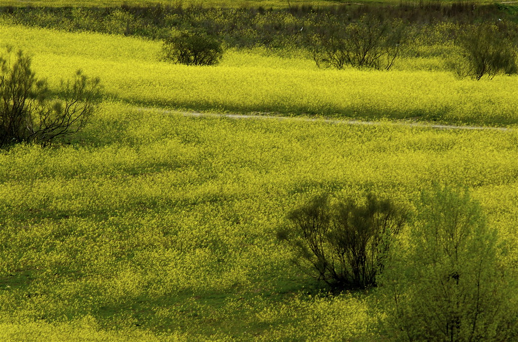 El campo de al lado de mi casa El campo de al lado de mi c… Flickr