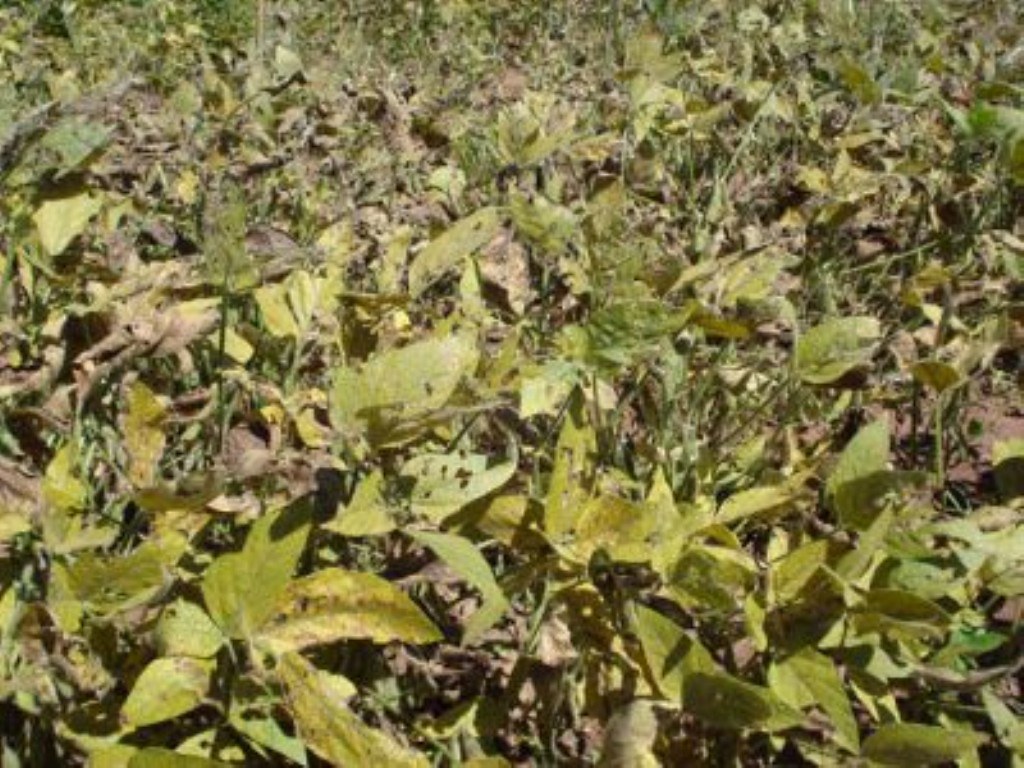 Soybean plants severely infected with soybean rust Flickr