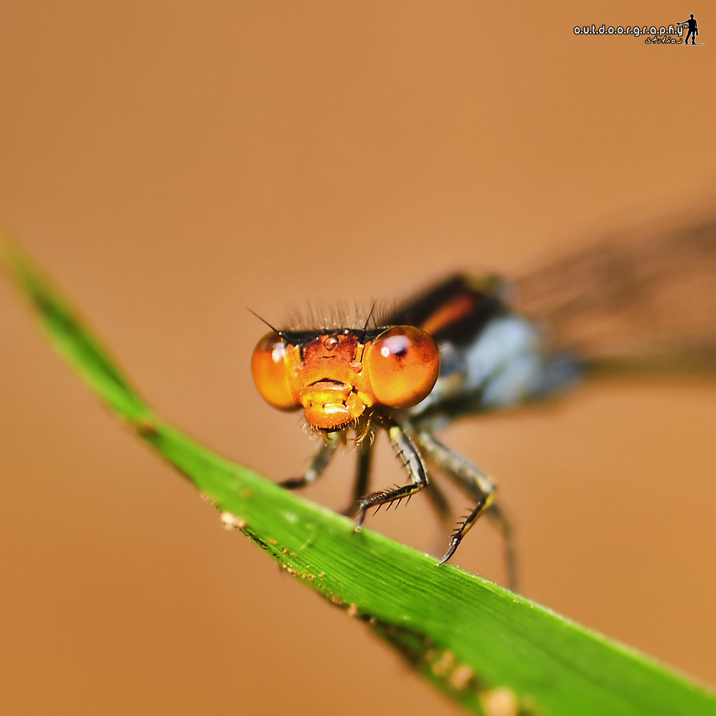 Face 2 Face Damselfly Tupah Damselfly Face to Face