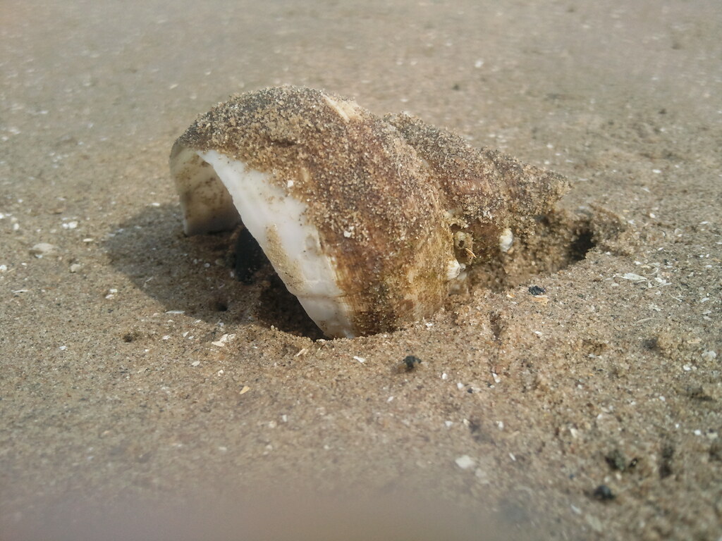 Old Sea Shell A big old sea shell washed up on Lytham beac… Jane