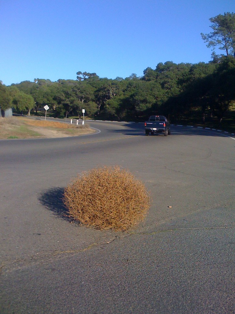 tumbleweed Tumbleweed seen on 26th Street while running. Sara Kelly