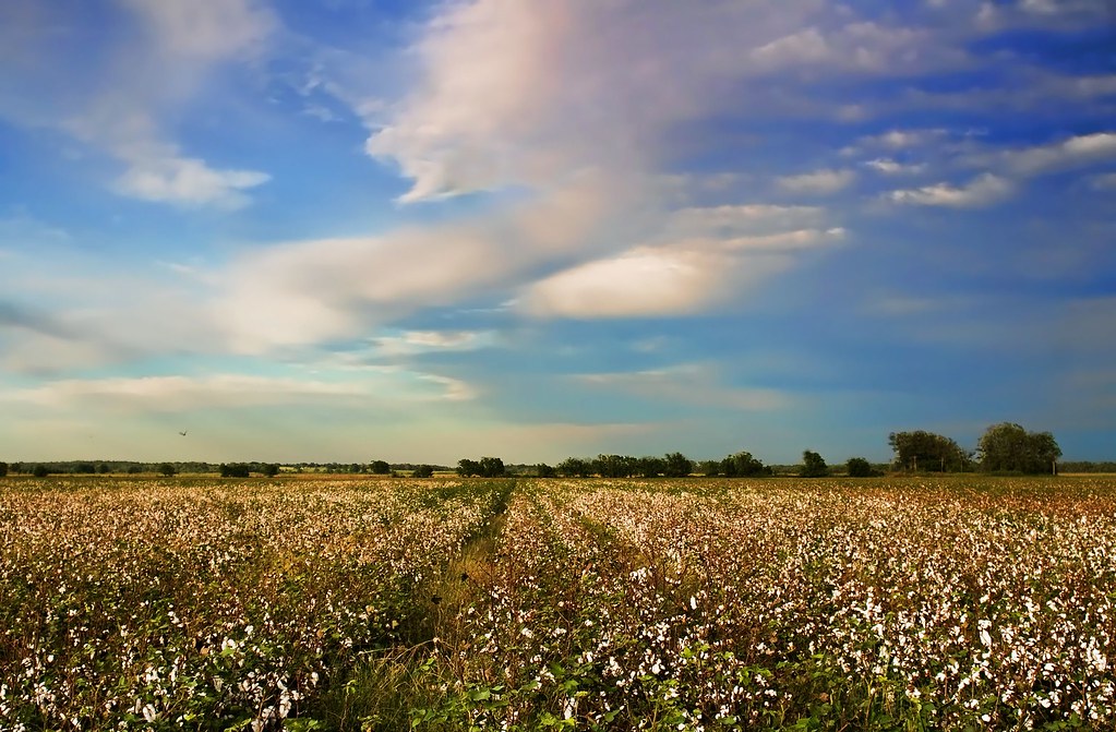 Cotton Field This is one of my old shots redone, taken in … Flickr