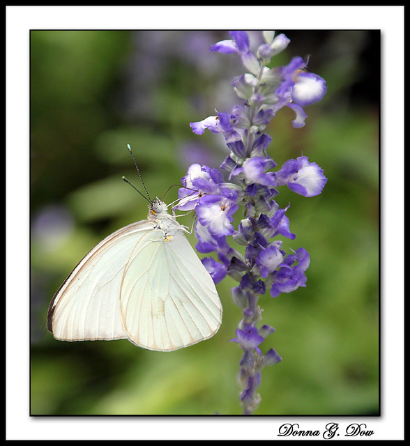 Butterfly (3244) Brookside Gardens Wheaton, MD September 2… Donna G. Dow Flickr