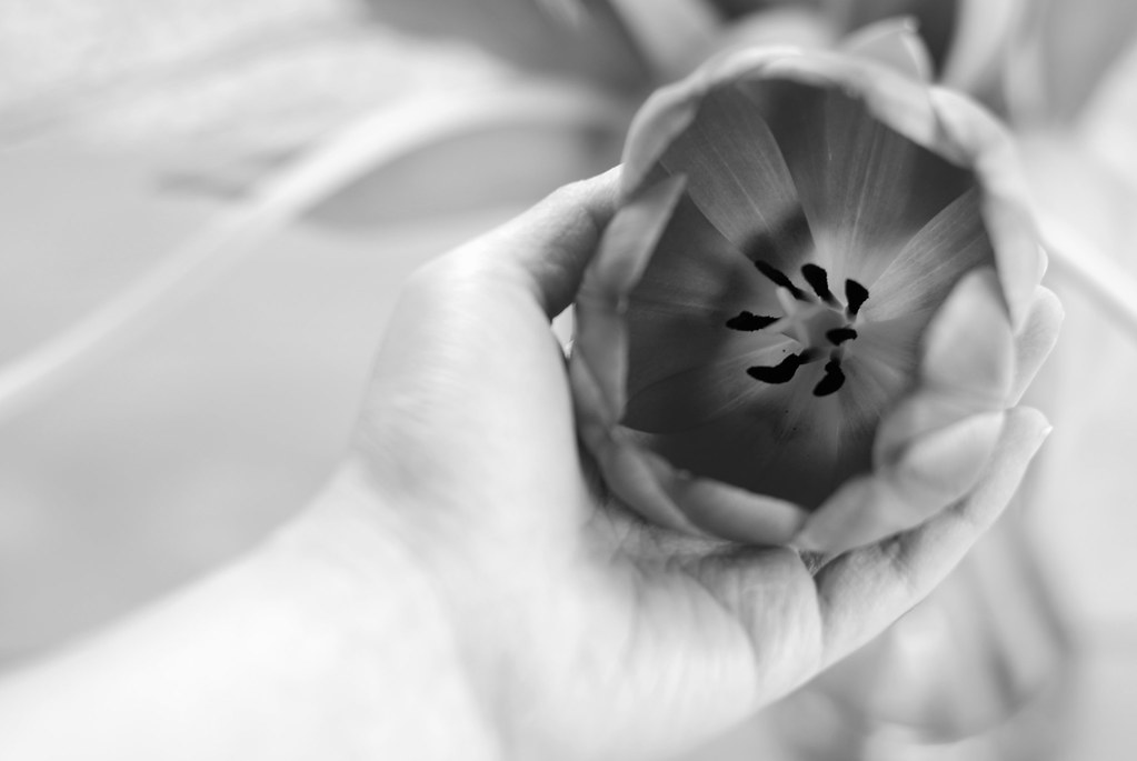 Flower in my hand And tulips, children love to stretch the… Flickr