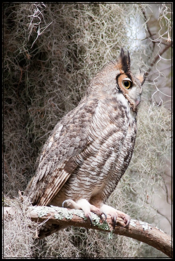Great Horned Owl Profile View On Black Perched near the