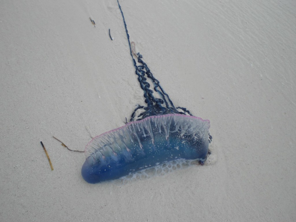 Bluebottle jellyfish cayo levisa cuba Bianca Flickr