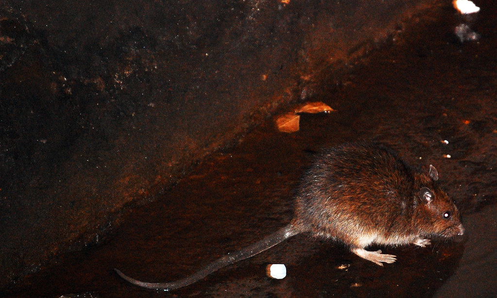 Subway watering hole Our rat friends embody the adaptabili… Flickr
