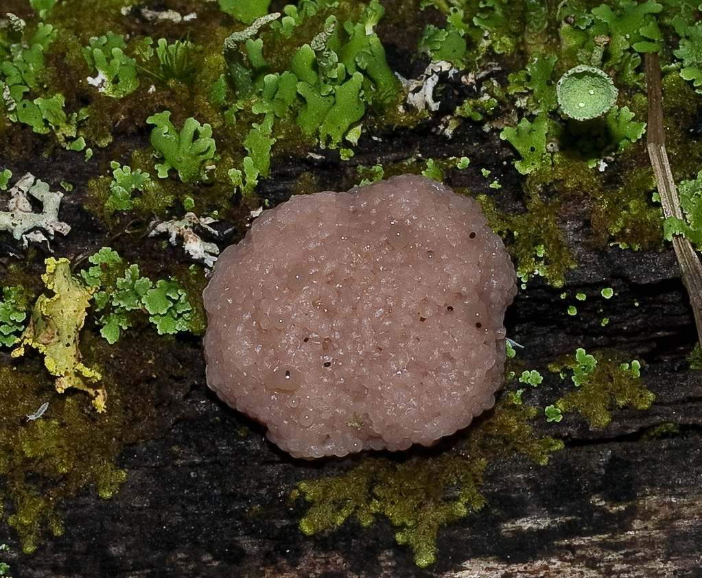 Pink Slime Mold (1 of 2) ID help needed. Pink slime mold g… Flickr