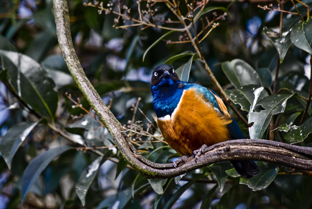Blue Orange Bird Colorful bird perched on a branch near th… Flickr