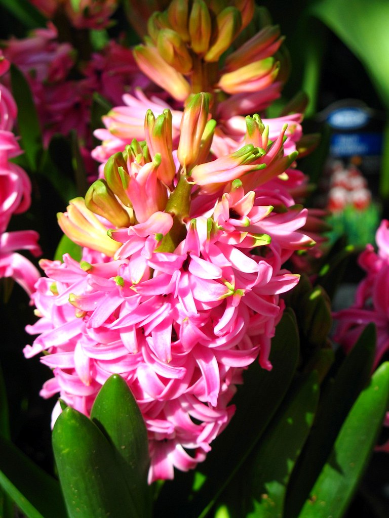 Pink Hyacinth Photo taken at garden center. Houston, Texas… Flickr
