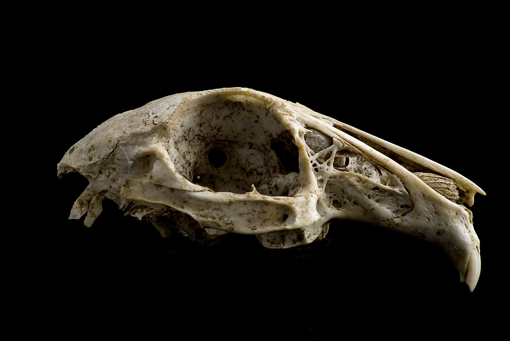 Rabbit Skull 3 Taken with a Nikon D60 with a Tamron