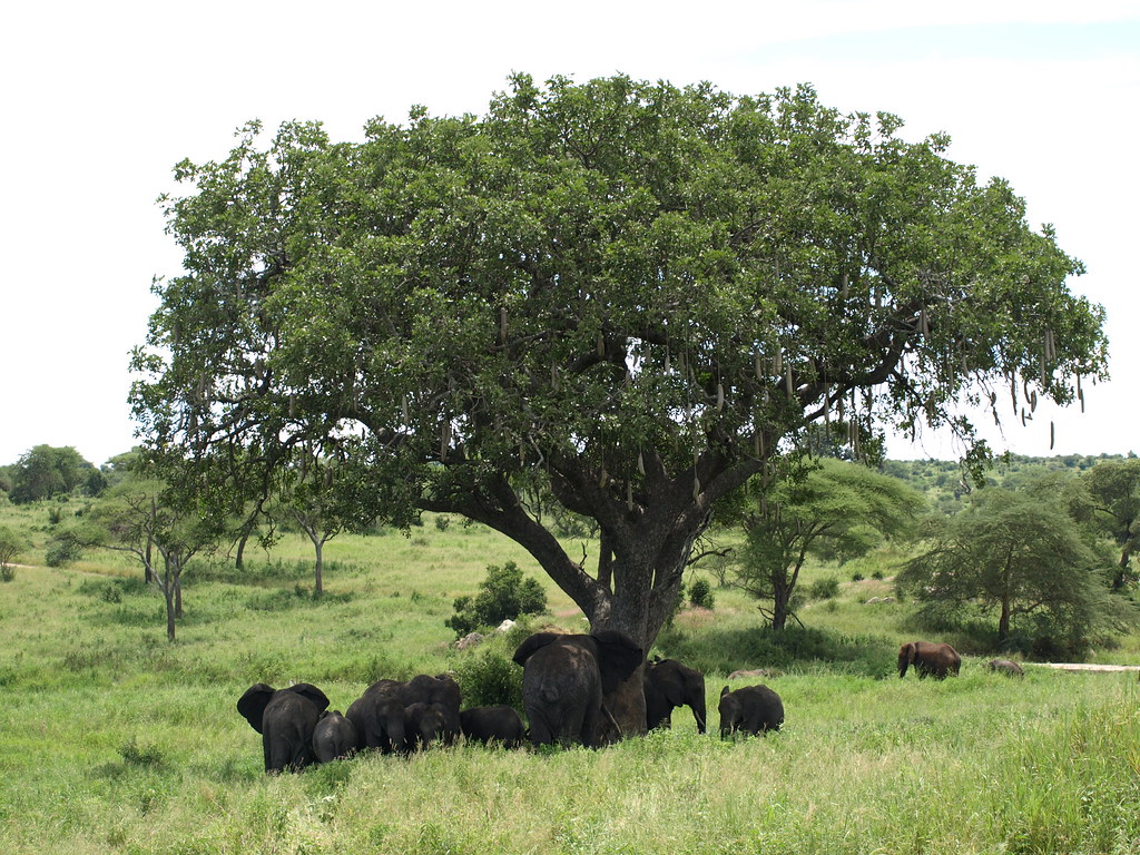Hiding in the shade Tanzania Tarangire national park Ruud Schoen