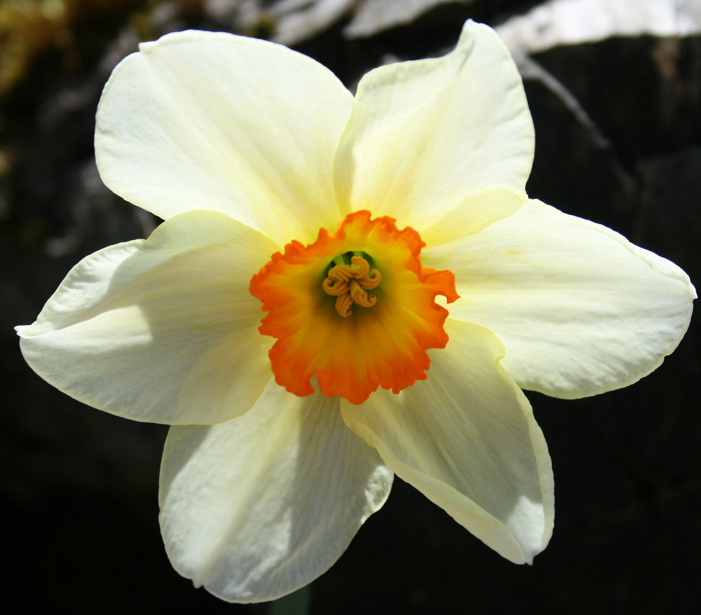 Daffodil Flower Record Misty Jane Flickr