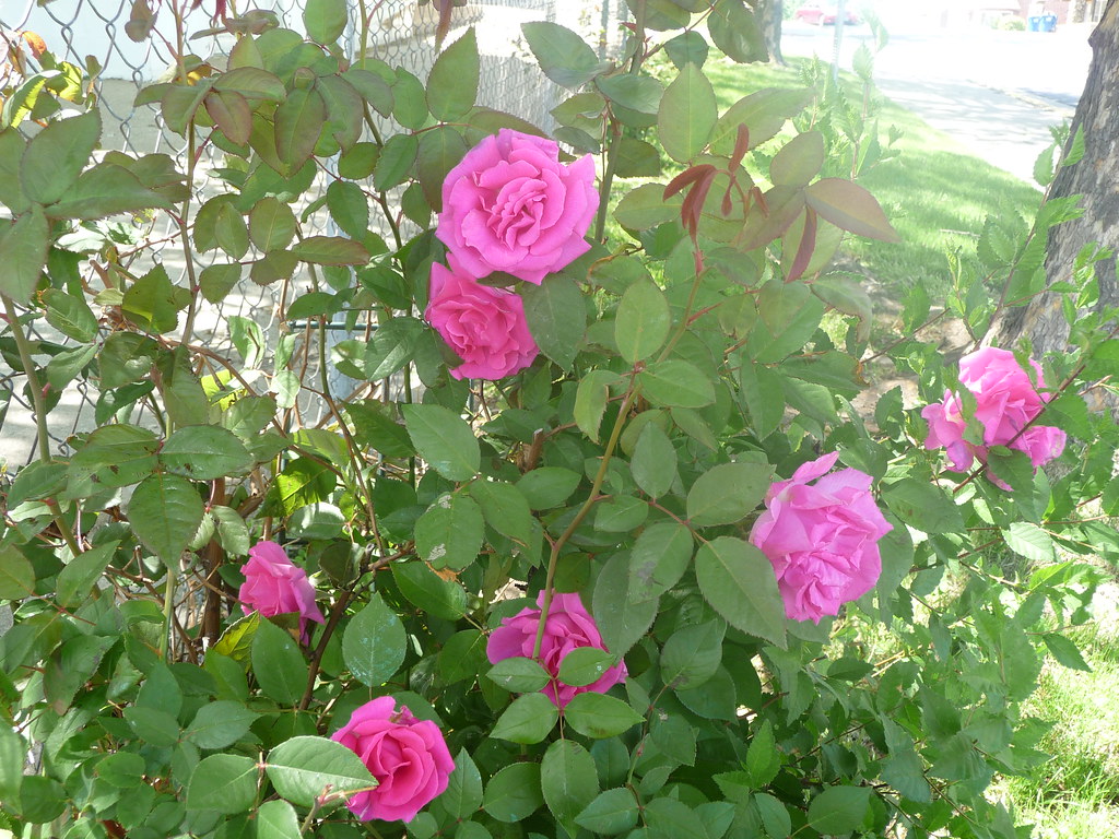 Bowling & roses 012 frdave98 Flickr