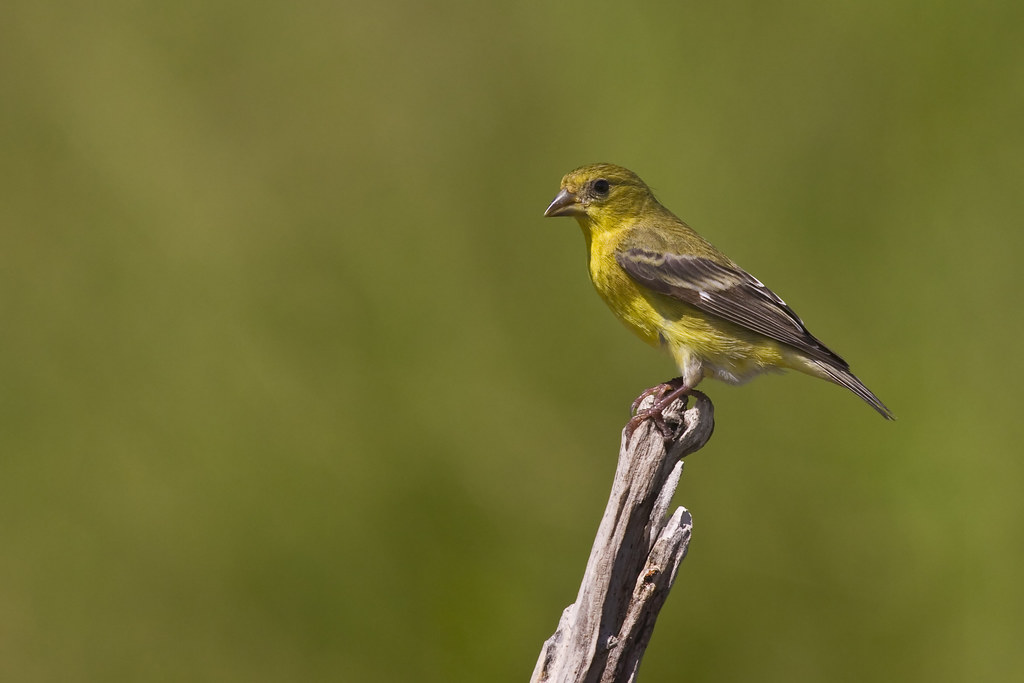 Elevation of Lasara, TX, USA Topographic Map Altitude Map
