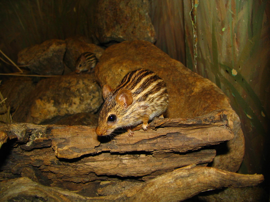 Zebra mice 'fore and aft at the Bx Zoo 41607 Tom Flickr