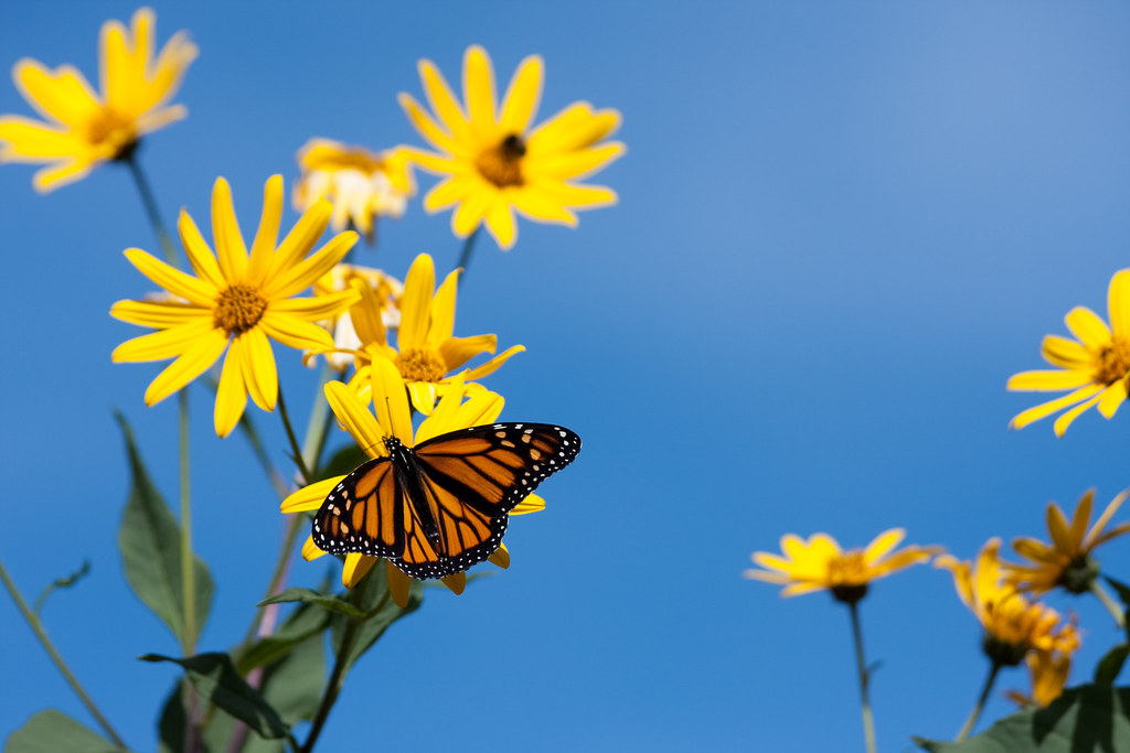 Monarch A Monarch butterfly feeding on Jerusalem Artichoke… Flickr