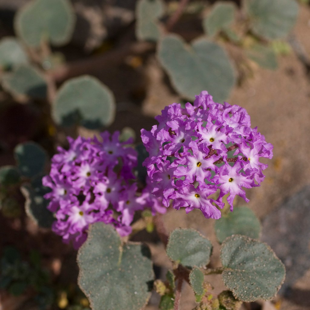 Desert Sand Verbena Desert Sand Verbena, Abronia villosa, … Flickr