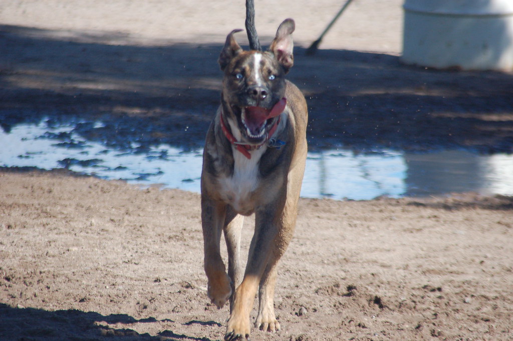 Archie_Dog_Park_012410 Taken at the dog park in Tucson AZ… Flickr