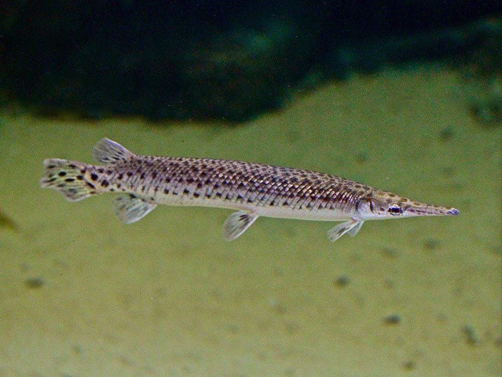 Spotted Gar TAXONOMY Kingdom Animalia Phylum Chordata Cl… Flickr