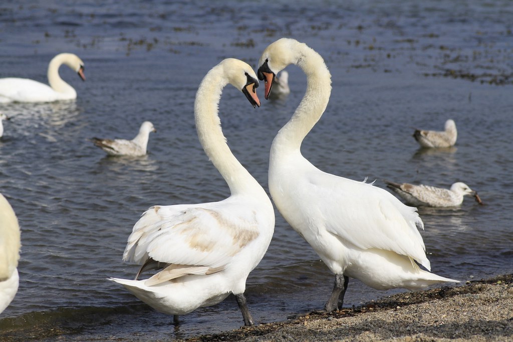Mute Swans Pen & Cob David Flickr