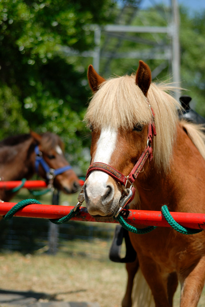 Lowcountry Shrimp Festival & Blessing of the Fleet McClel… Flickr