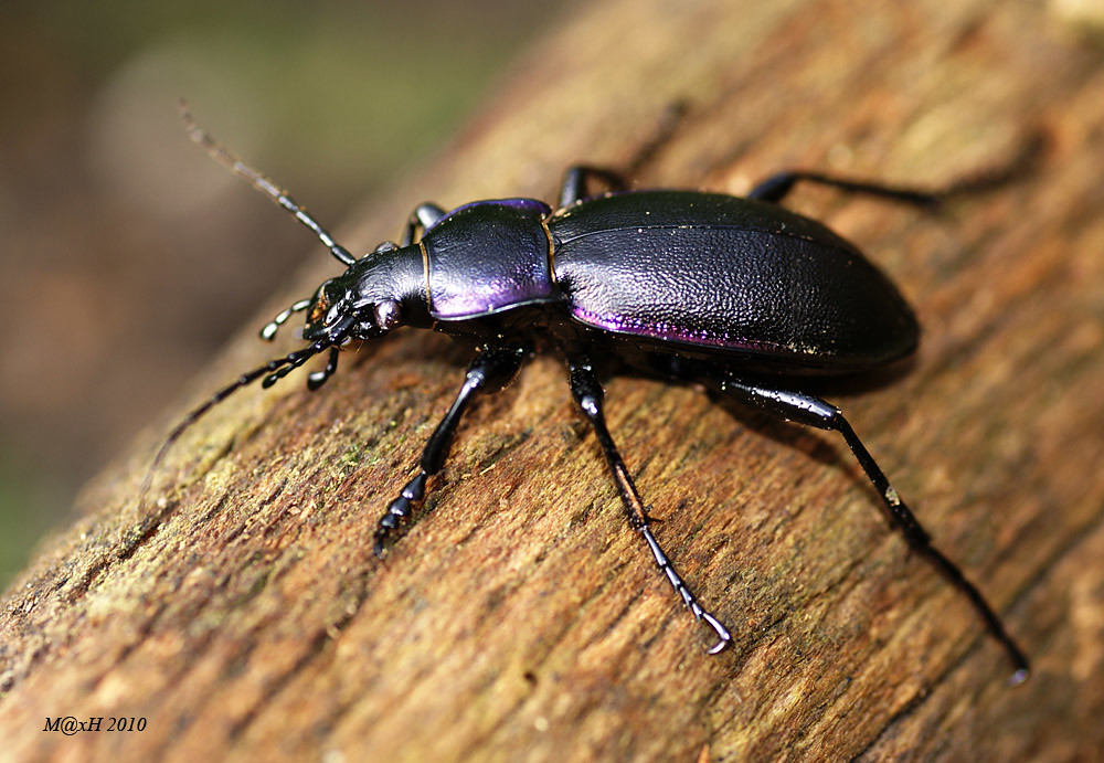 Violet Ground Beetle, Carabus violaceus Near Bath, UK Max Flickr