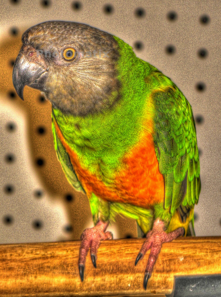 Electric Bird Another cool bird from the Flea Al Breitenbach Flickr