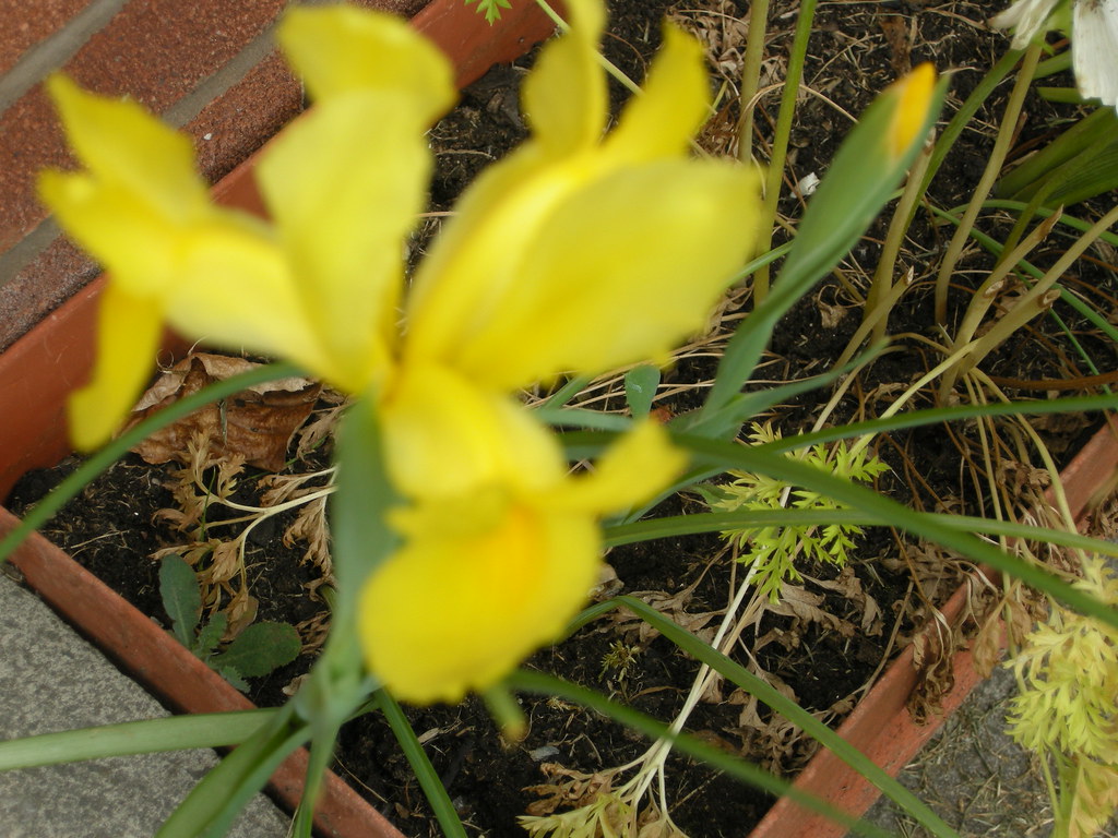 Lynbrook Flowers 31510 Flickr