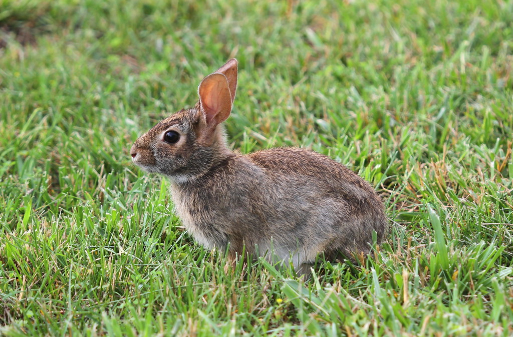 White Tail Rabbit Coming home I came upon this rabbit in