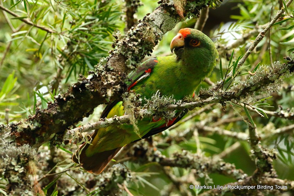 Redfronted Parrot, Mt Kenya 001 Markus Lilje Flickr