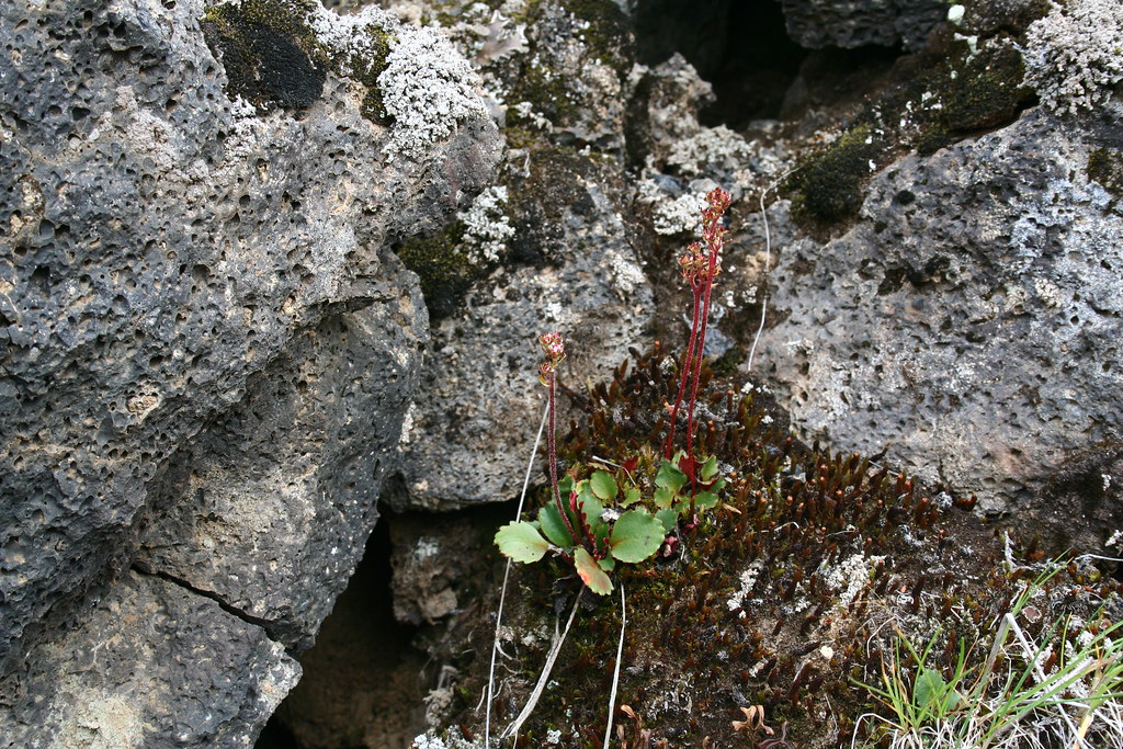 Fjällbräcka Saxifraga nivalis0239 Ragnhild&Neil Crawford Flickr