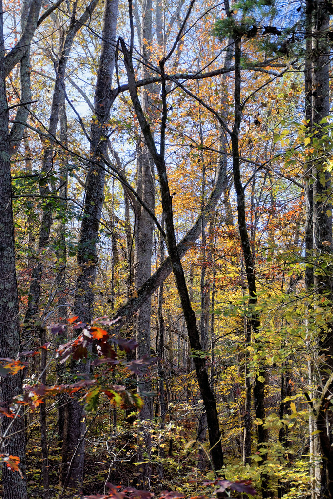 Autumn Trees On The Richard Martin Trail Near Elkmont, Ala… Richard